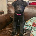 Un Aussiedor assis sur un canapé et portant un collier autour du cou