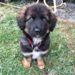 Un chiot Aussiedor assis sur un terrain herbeux et portant un collier autour du cou