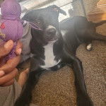 Un Aussiedor allongé sur une moquette et semblant détendu 