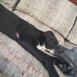 Un Aussiedor allongé sur un canapé et semblant détendu