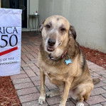 Un Aussiedor allongé sur un sol pavé et portant un collier autour du cou