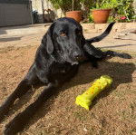 Un Aussiedor allongé sur une surface herbacée et portant un collier autour du cou
