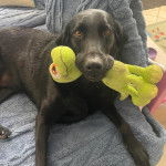 Un Aussiedor allongé et tenant une peluche dans sa gueule 