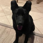 Un Aussiedor regardant vers la caméra et tirant la langue 