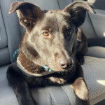 Un Aussiedor allongé sur la banquette arrière d'une voiture et qui est tenu en laisse 