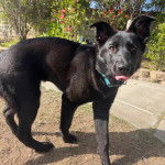 Un Aussiedor tirant la langue et portant un collier autour du cou 