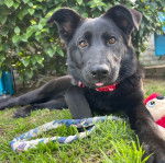 Un Aussiedor allongé sur une surface gazonnée et portant un harnais