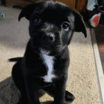 Un chiot Aussiedor assis sur une moquette et semblant détendu 