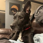 Un Aussiedor allongé sur un canapé et portanr un collier autour du cou