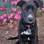 Un Aussiedor assis et portant un collier autour du cou