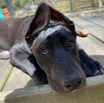 Un Aussiedor allongé sur un plancher 