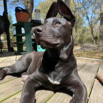 Un Aussiedor allongé sur un plancher et semblant détendu