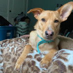 Un Aussiedor regardant vers la caméra et portant un collier autour du cou