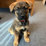 Un Aussiedor assis sur une moquette et portant un collier autour du cou