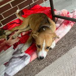 Un Aussiedor allongé sur une moquette et portant un collier autour du cou