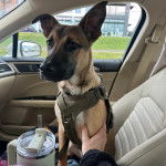 Un Aussiedor assis sur le siège d'une voiture et portant un harnais 