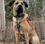 Un Aussiedor assis sur un plancher et portant un harnais 