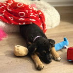 Un Aussiedor allongé sur un plancher et portant un collier autour du cou