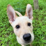 Un Aussiedor sur un surface herbacée et semblant détendu 