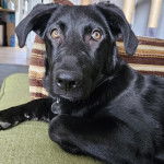 Un Aussiedor allongé sur un canapé et portant un collier autour du cou