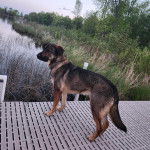 Un Aussiedor sur un pont et portant un collier autour du cou
