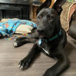 Un Aussiedor allongé sur un plancher et portant un collier autour du cou