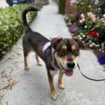 Un Aussiedor sur une surface bétonnée et qui est tenu en laisse 