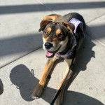 Un Aussiedor allongé sur une surface bétonnée et qui est tenu en laisse