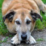 Un Aussiedor allongé et regardant vers la caméra 