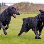 Deux Aussiedor courant sur un terrain gazonné et portant tous deux un collier autour du cou