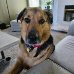 Un Aussiedor regardant vers la caméra et portant un collier autour du cou