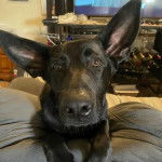 Un Aussiedor allongé et semblant détendu 