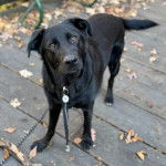 Un Aussiedor sur un plancher et qui est tenu en laisse 