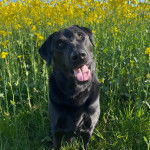 Un Aussiedor sur une surface herbacée et tirant la langue 