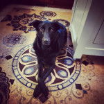 Un Aussiedor allongé sur un tapis et semblant détendu 