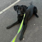 Un Aussiedor sur une surface bitumée et qui est tenu en laisse