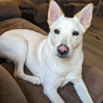 Un Aussiedor allongé sur un canapé et regardant vers la caméra