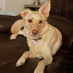 Un Aussiedor allongé sur un canapé et portant un collier autour du cou