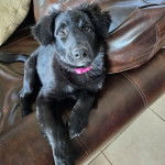 Un Aussiedor allongé sur un canapé et portant un collier autour du cou