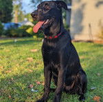 Un Aussiedor assis sur un terrain gazonné et ayant la langue pendante 