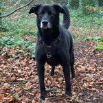 Un Aussiedor sur un sol jonchés de feuilles mortes et portant un harnais 