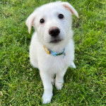 Un chiot Aussiedor assis sur un terrain herbeux et portant un collier autour du cou 
