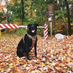 Un Aussiedor assis sur un sol jonchés de feuilles mortes et portant un harnais 