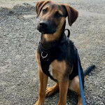 Un Aussiedor assis sur des gravillons et qui est tenu en laisse 