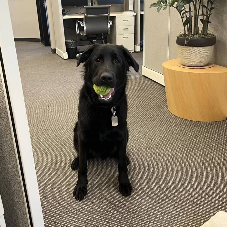 Un Aussiedor portant un collier autour du cou et ayant une balle de tennis dans sa gueule 