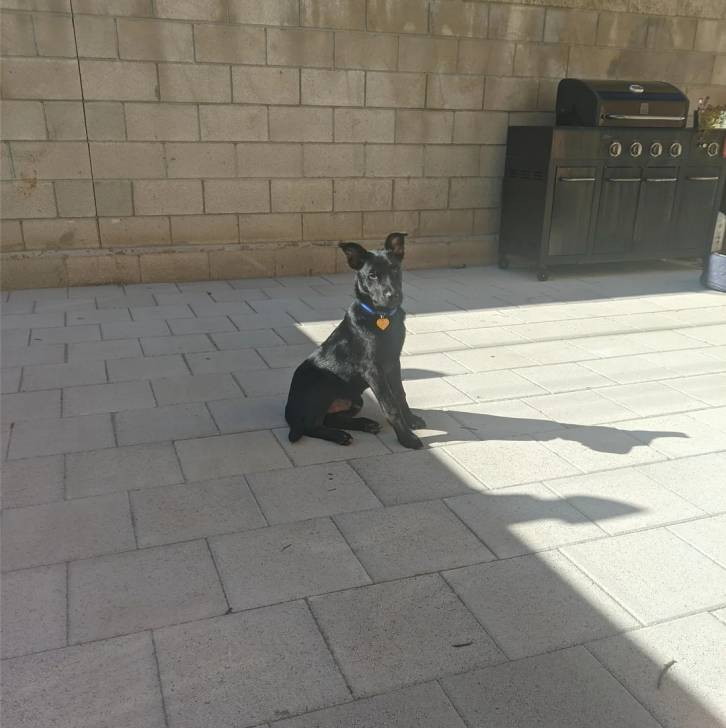 Un Aussiedor assis sur un sol pavé et qui est tenu en laisse 