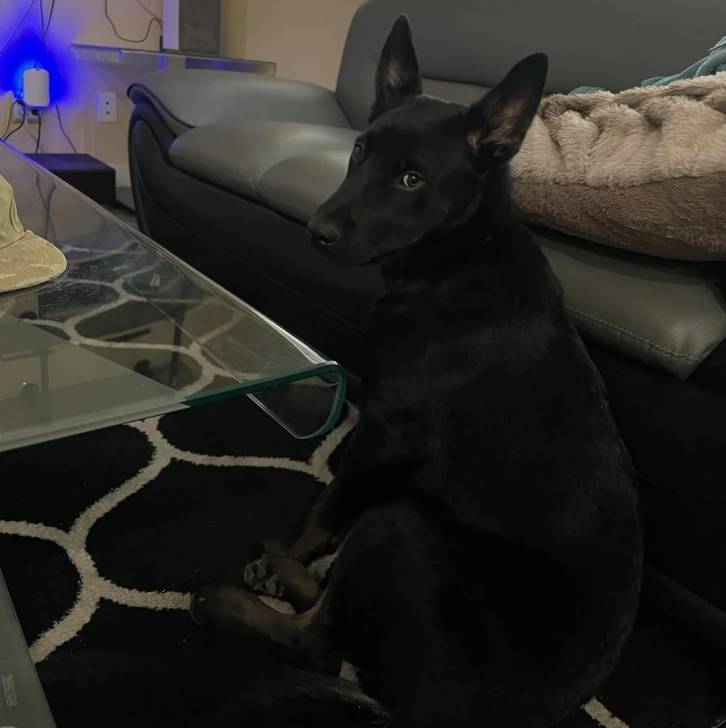Un Aussiedor assis sur un tapis et regardant vers la caméra 