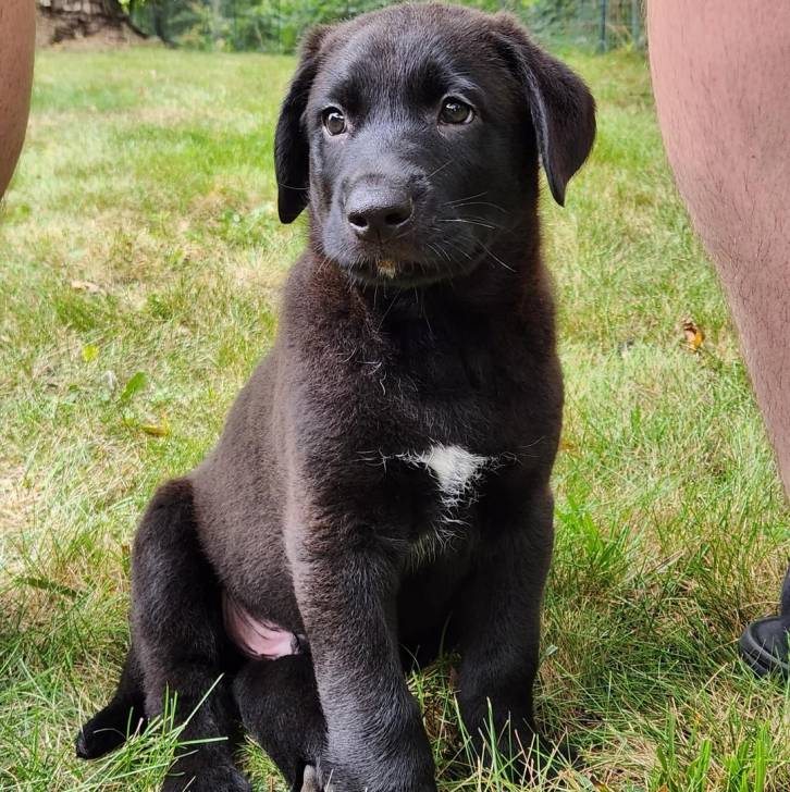 Un chiot Aussiedor assis sur une surface gazonnée et semblant détendu 