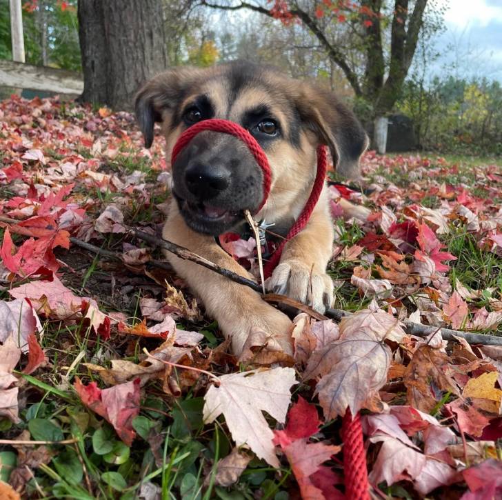 Un Aussiedor allongé sur un sol jonchés de feuilles mortes et qui est tenu en laisse 