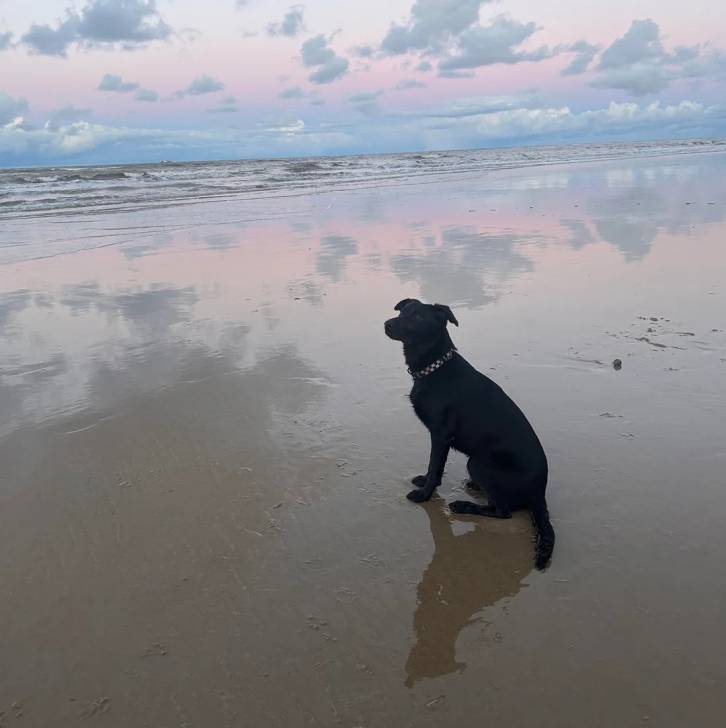 Un Aussiedor assis sur une surface sableuse et portant un collier autour du cou 